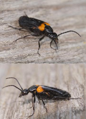 Réf. 190 523 : Sitaris muralis